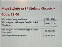 Gołębie zdjęcie